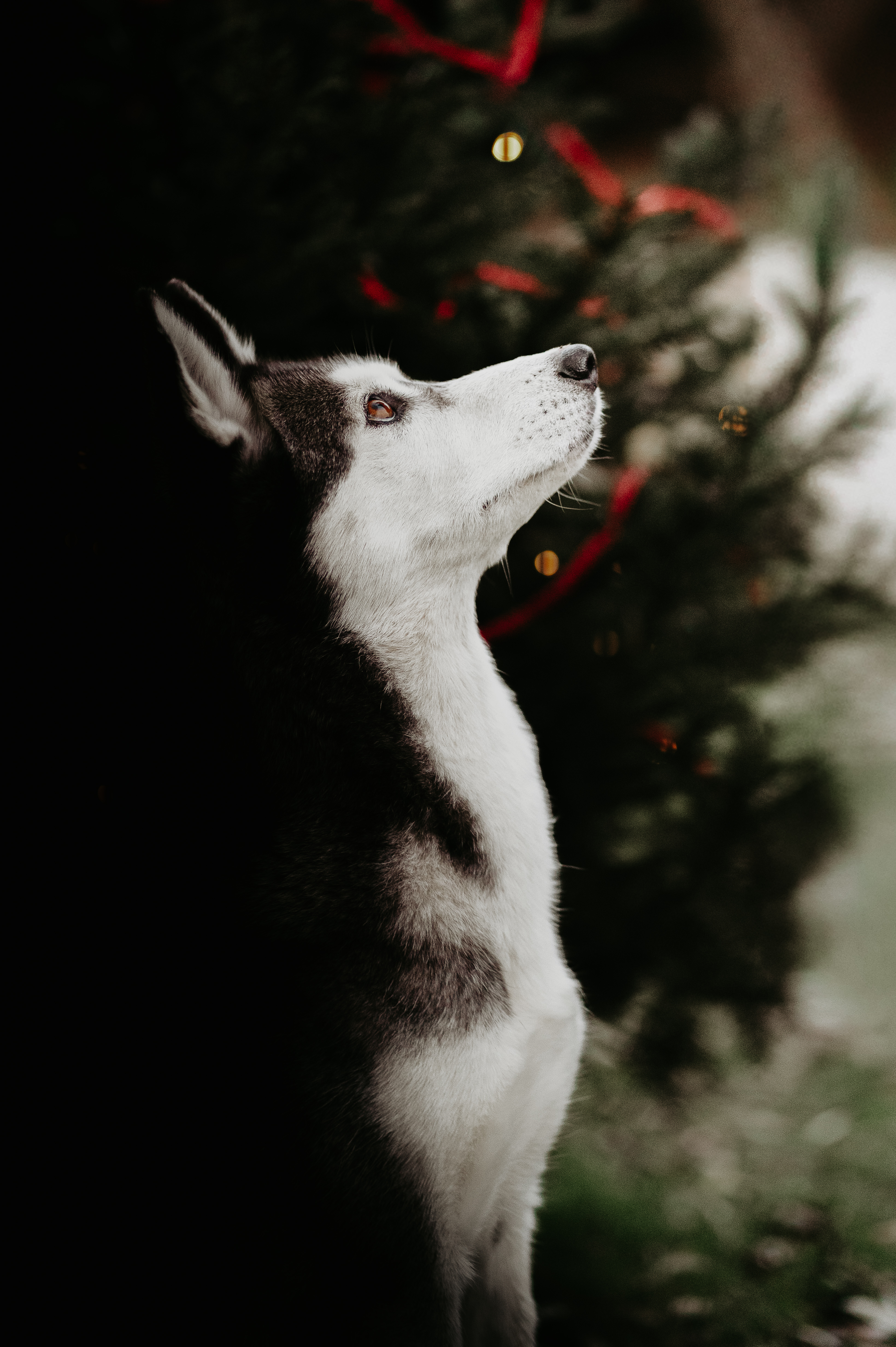 Hund im Seitenprofil blickt ruhig nach oben, im Hintergrund ein dezent geschmückter Weihnachtsbaum mit Lichtern, natürliche Outdoor-Hundefotografie von Lisa-Marie Kurth.