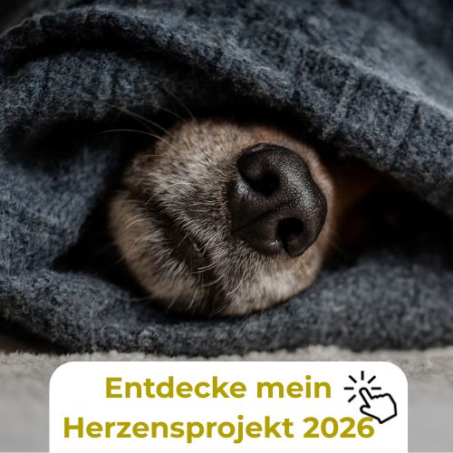 Nahaufnahme einer Hundenase unter einer warmen Decke, stimmungsvolle Hundefotografie von Lisa-Marie Kurth, Symbol für Geborgenheit und Herzensprojekt 2026.