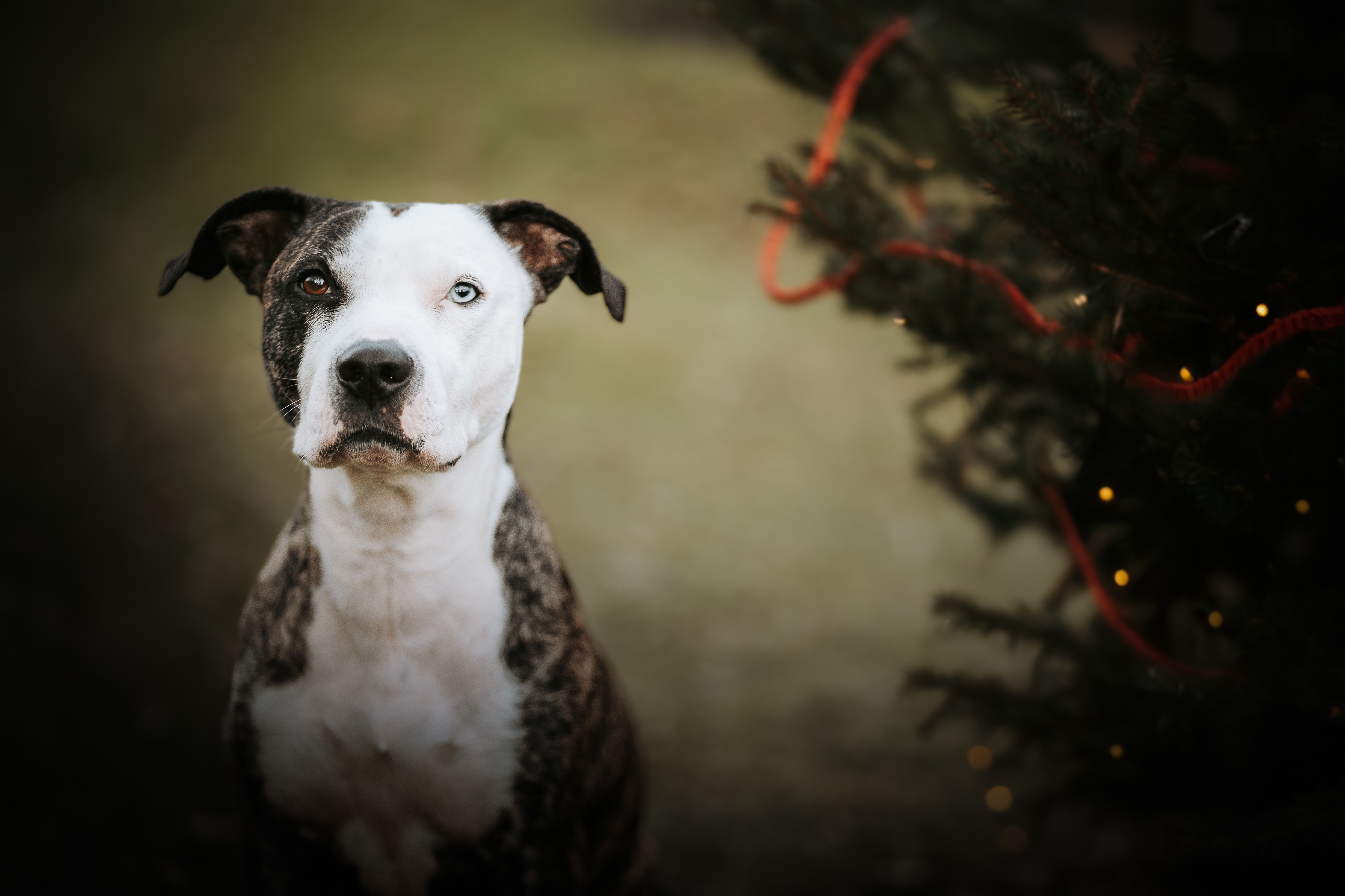 Hund sitzt ruhig und blickt direkt in die Kamera, neben ihm ein dezent geschmückter Weihnachtsbaum, weiches Licht und natürliche Farben – emotionale Hundefotografie von Lisa-Marie Kurth.