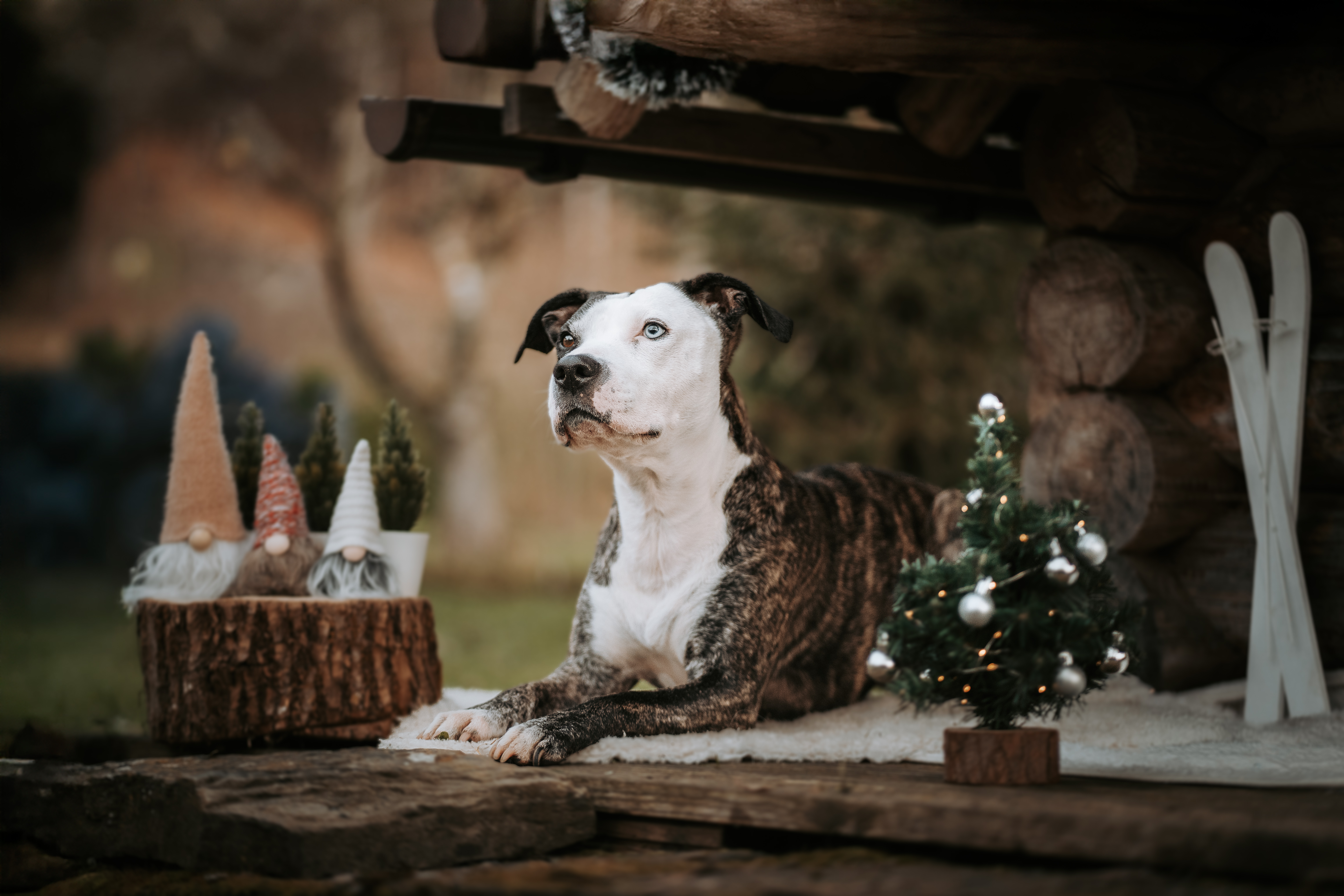 Hund liegt ruhig vor einer rustikalen Holzhütte, blickt aufmerksam nach oben, kleine Weihnachtsbäume und dezente Winterdekoration im Vordergrund – natürliche Hundefotografie von Lisa-Marie Kurth.