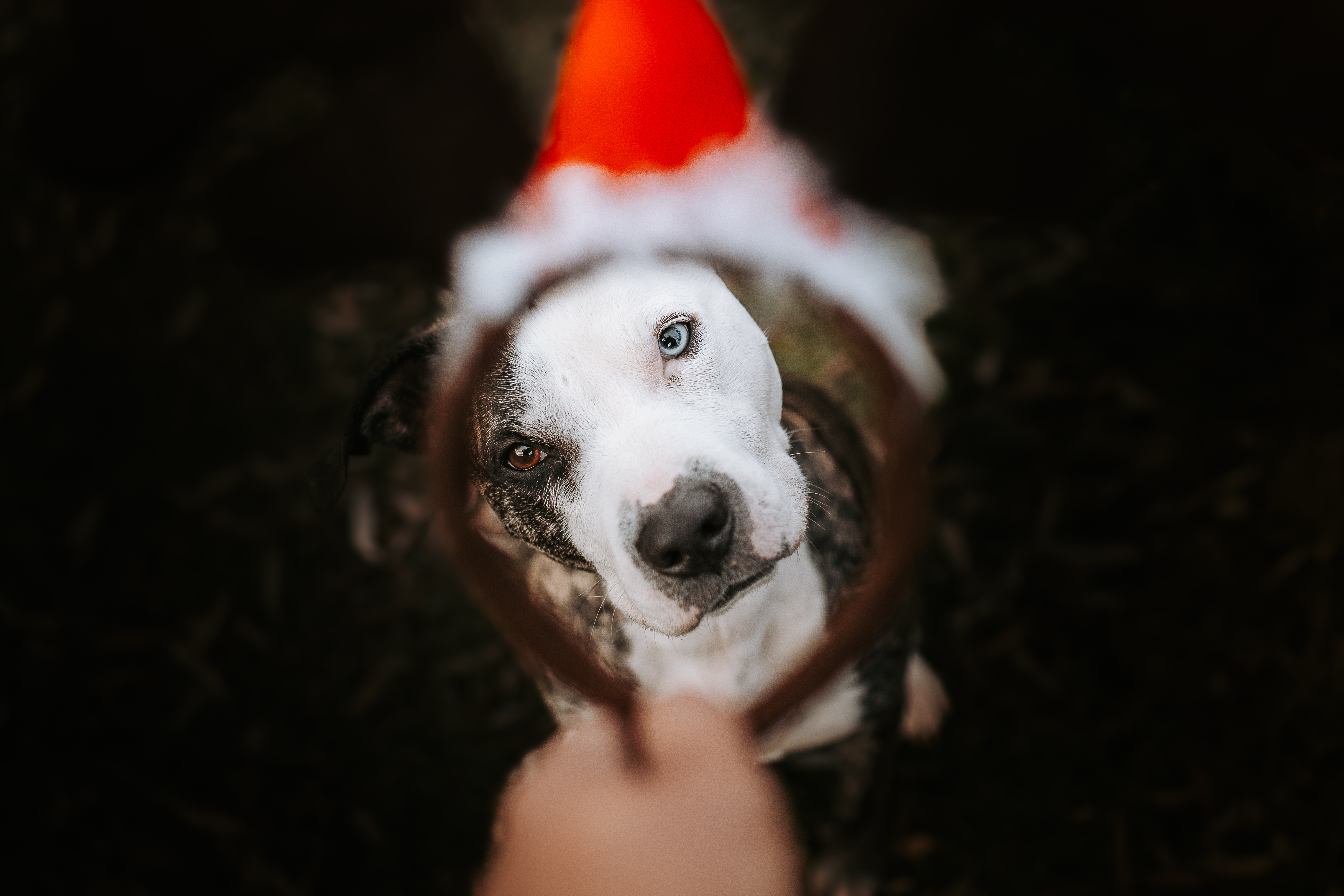 Hund mit Weihnachtsmütze blickt von unten in die Kamera, eingerahmt durch einen weichen Vordergrund, starker Fokus auf Blick und Gesichtsausdruck – kreative Hundefotografie von Lisa-Marie Kurth.