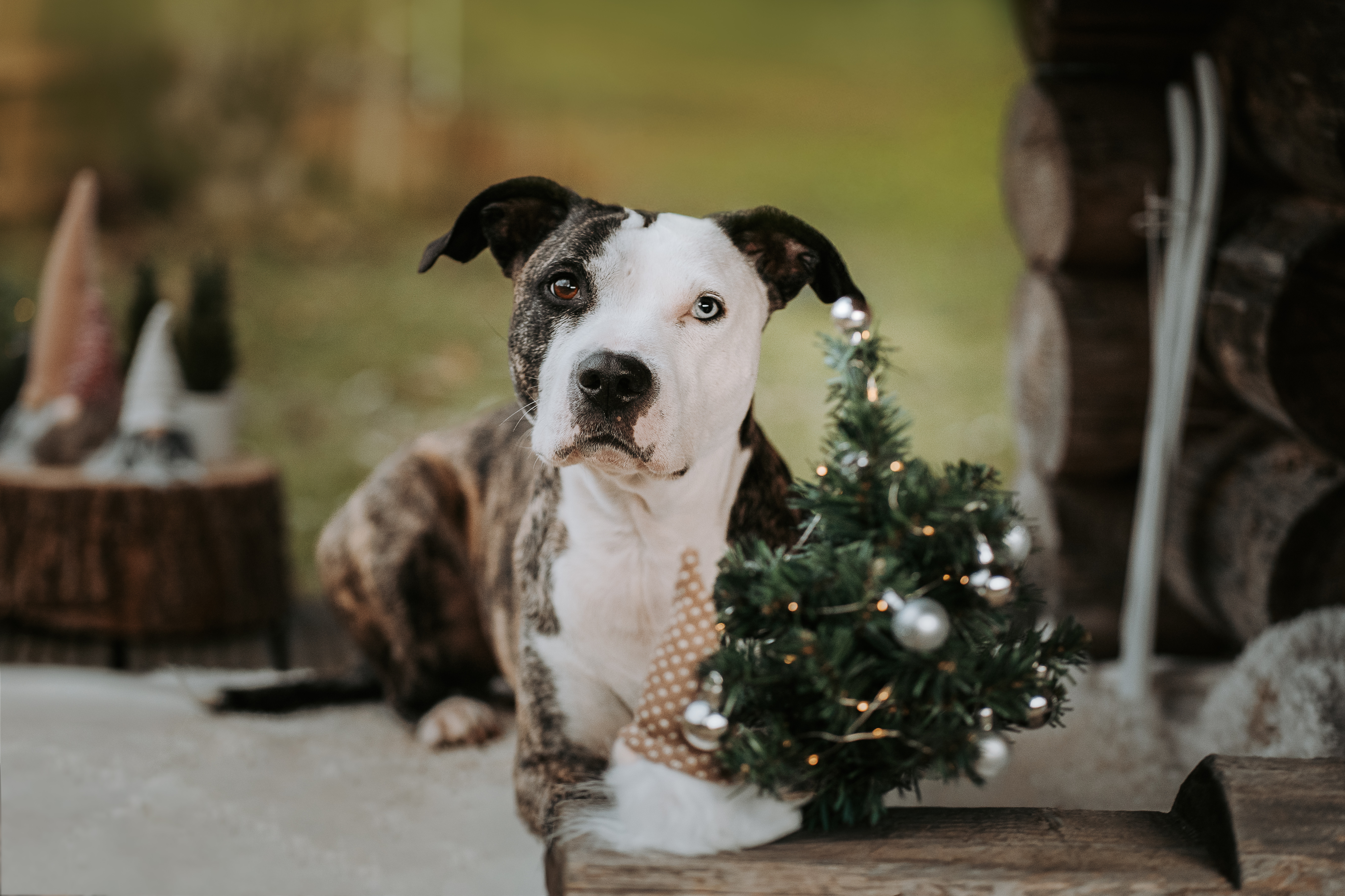 Hund liegt entspannt vor einer rustikalen Holzhütte, blickt aufmerksam in die Kamera, kleiner geschmückter Weihnachtsbaum im Vordergrund – natürliche Hundefotografie von Lisa-Marie Kurth.