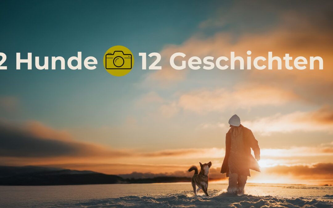 12 Hunde 12 Geschichten – Fotokalender 2027