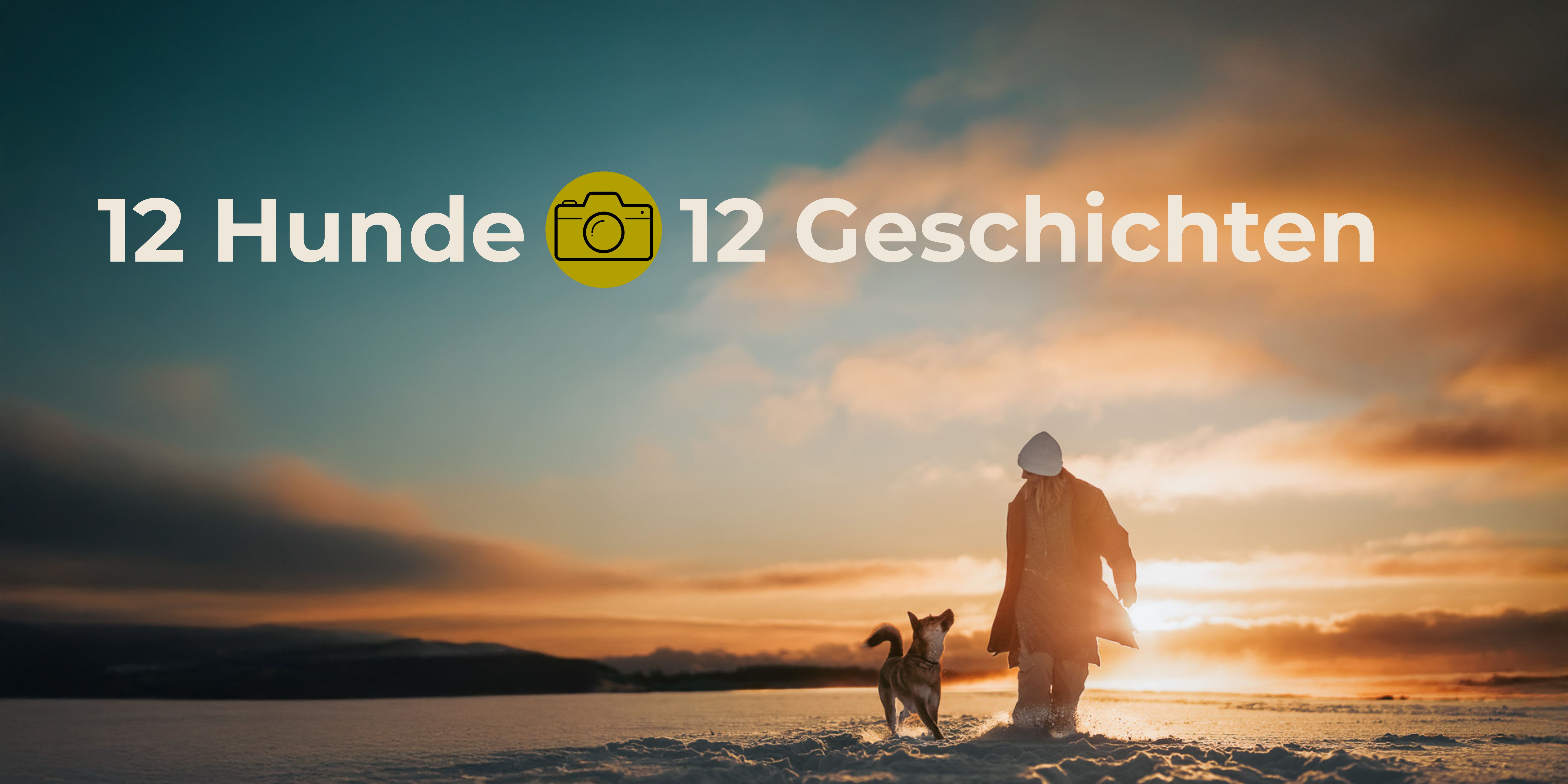 12-hunde-12-geschichten- 12 Hunde 12 Geschichte